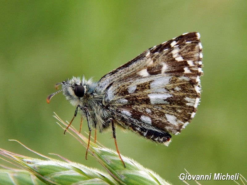 Tutti Pyrgus malvoides? S